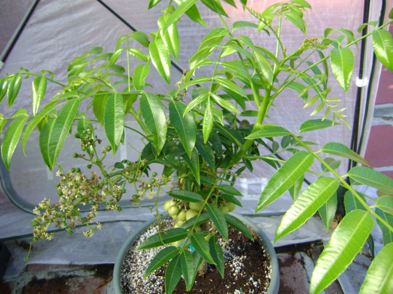 Kỹ thuật trồng cây cóc Thái trên sân thượng